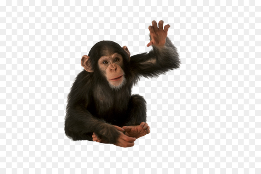 Chimpancé，Mono PNG