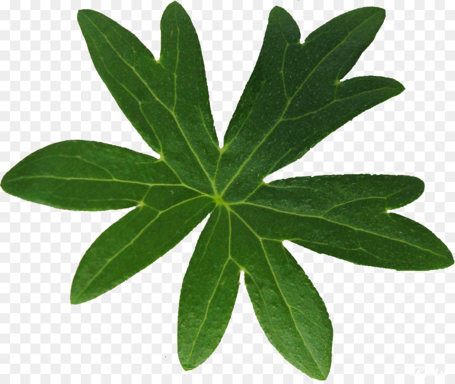 Hoja Verde，Naturaleza PNG