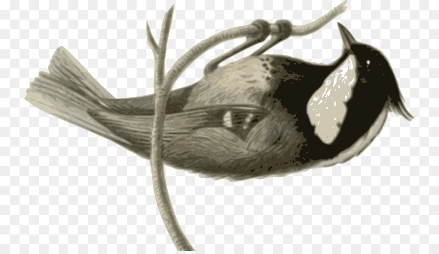 Pájaro，Gris PNG