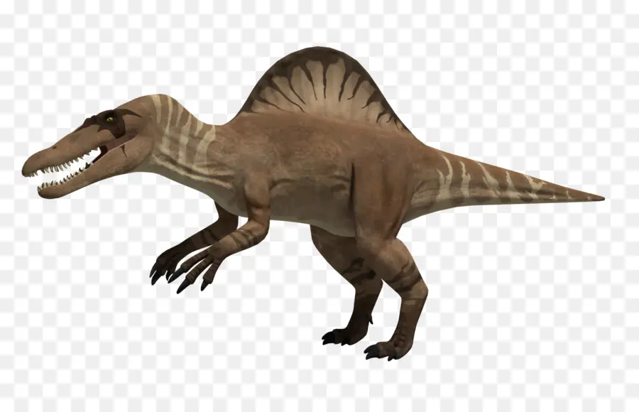 Tyrannosaurus，Spinosaurus PNG