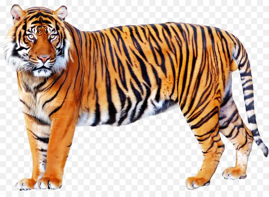 Tigre，Felino De Gran Tamaño PNG