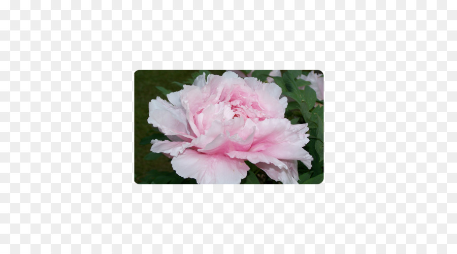 Rosas Centifolia，De Las Rosáceas PNG