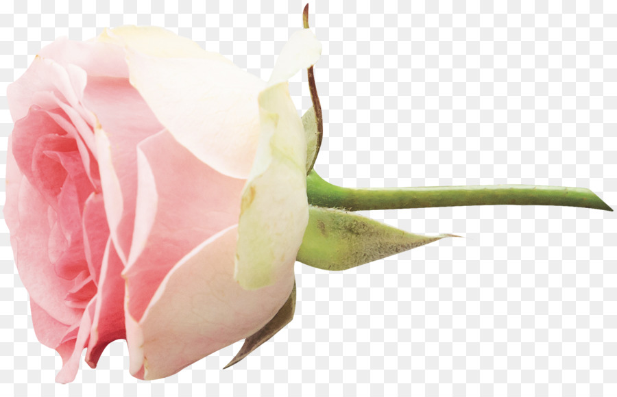 Las Rosas De Jardín，Flor PNG