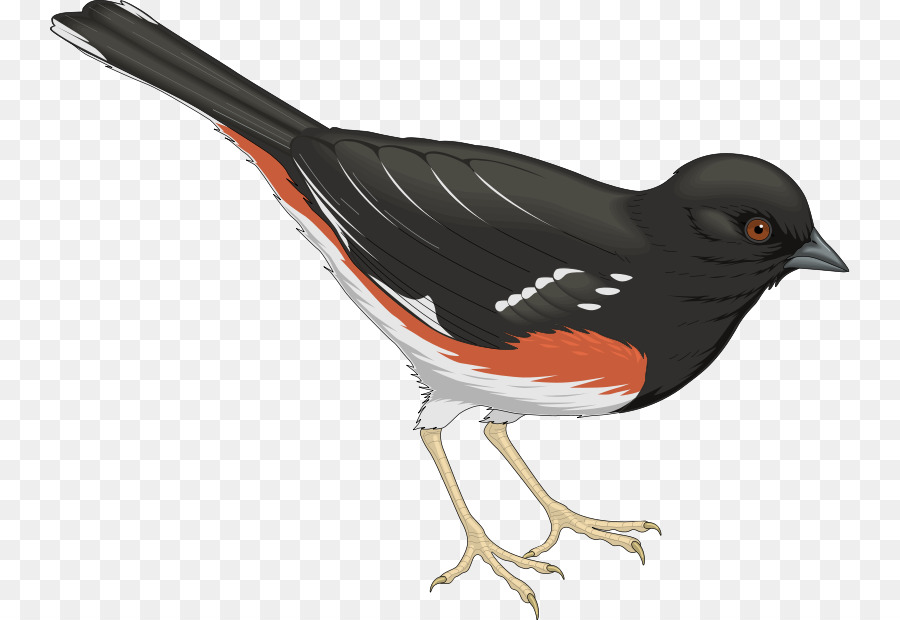 Pájaro Pequeño，Plumas PNG