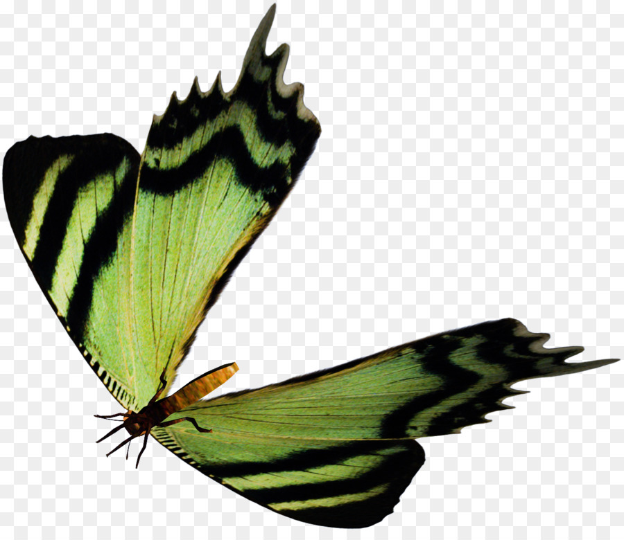 Mariposa，Alas PNG