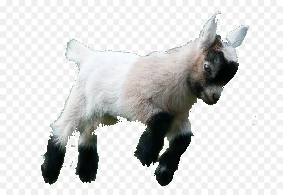 Goat Simulator，Boer Cabra PNG