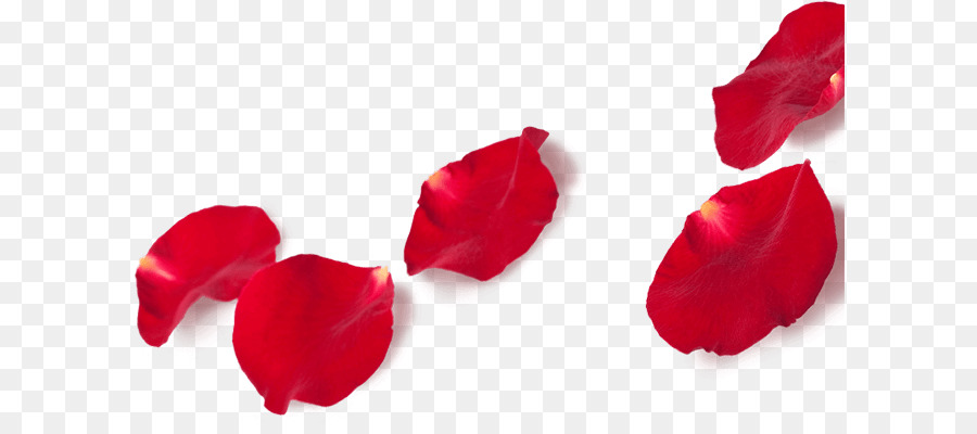 Pétalos De Rosa，Rojo PNG