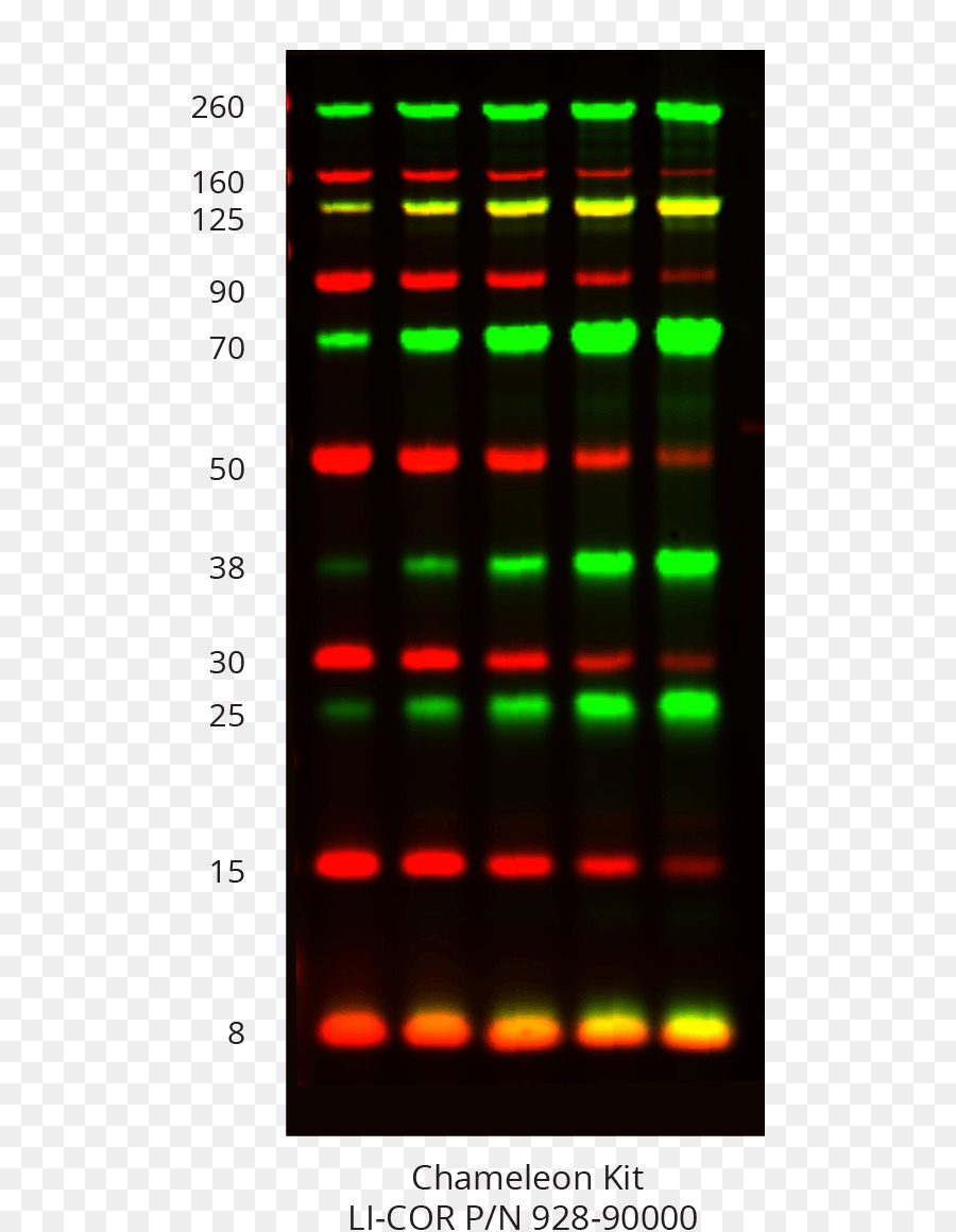 Western Blot，Blot PNG