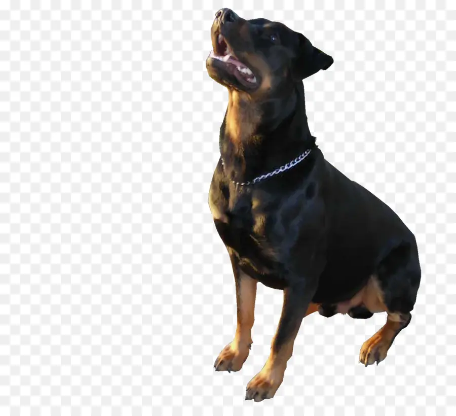 Perro，Mascota PNG