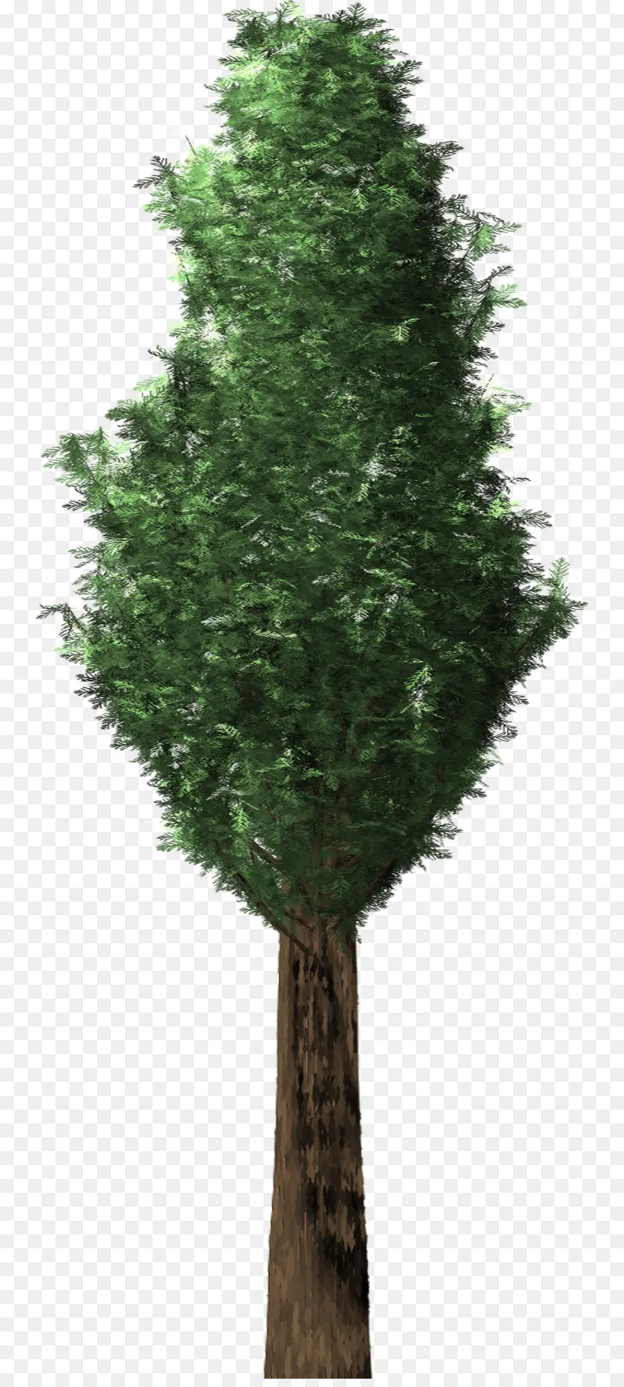 árbol Alto，Verde PNG