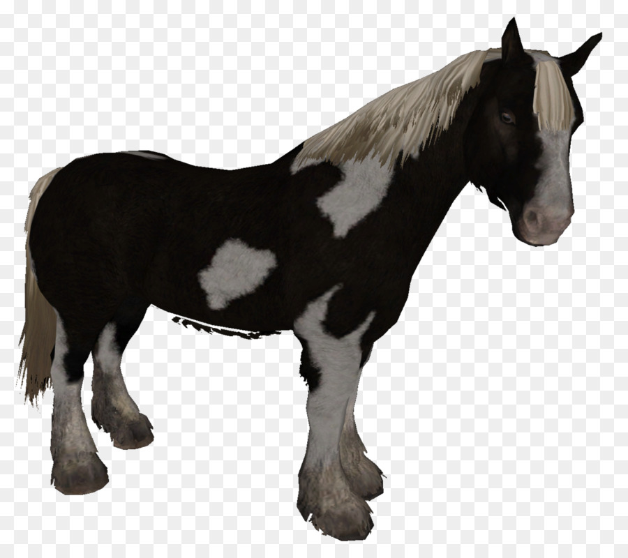 Caballo Marrón，Potro PNG