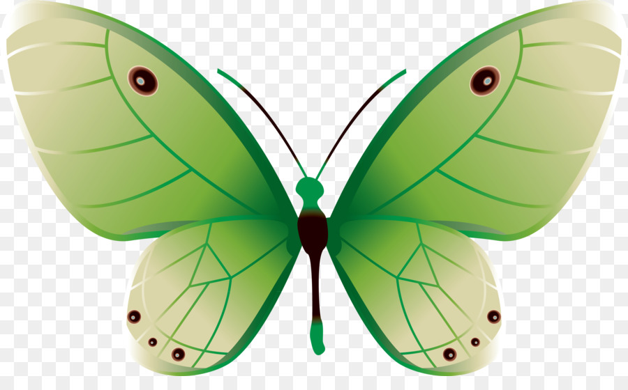 Mariposa，Color PNG