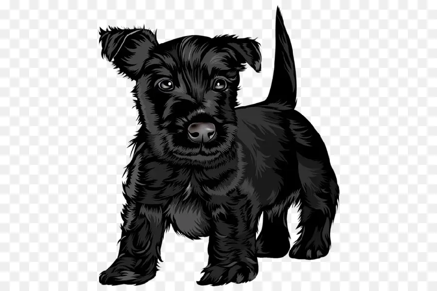 Scottish Terrier，Terrier Ruso Negro PNG