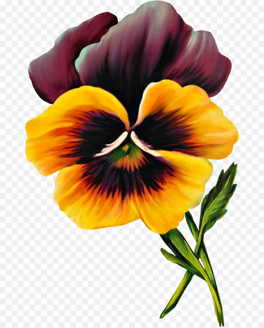 Pansy，Dibujo PNG