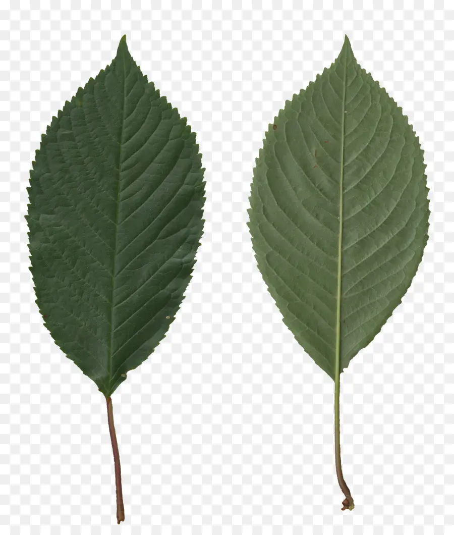 Hoja，Dulce De Cereza PNG