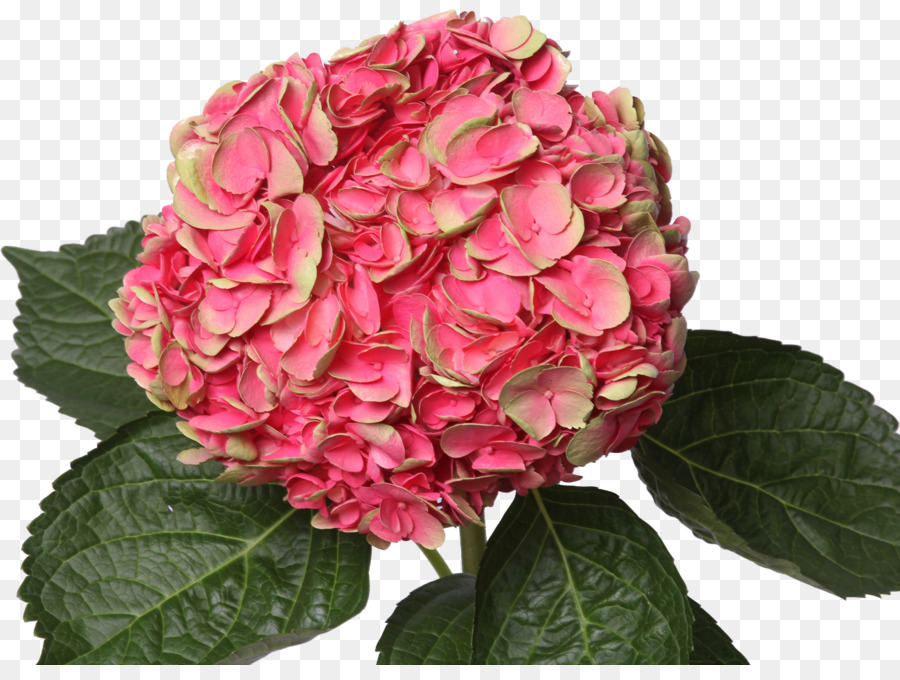 Hortensia，Rosa PNG