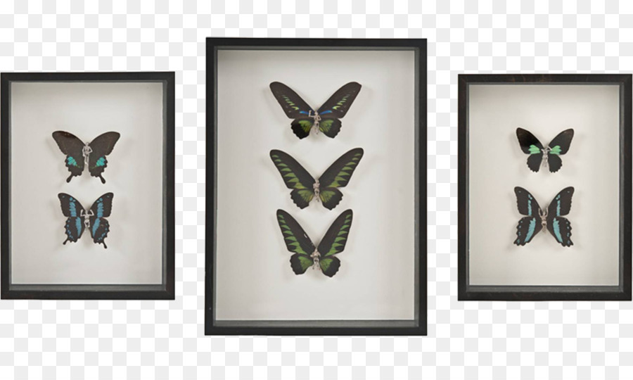 Mariposa，Bosquejo PNG