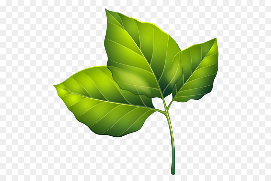 Leaf，Fondo De Escritorio PNG