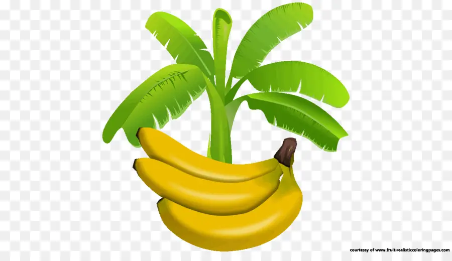 Plátanos，Banano PNG