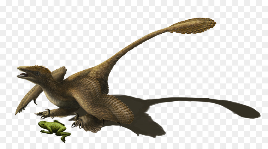 Sinornithosaurus，Microraptor PNG