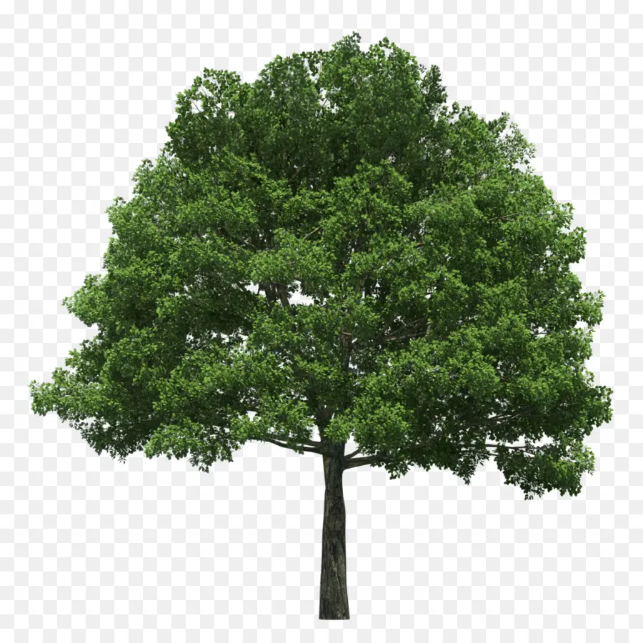 Evergreen，árbol PNG