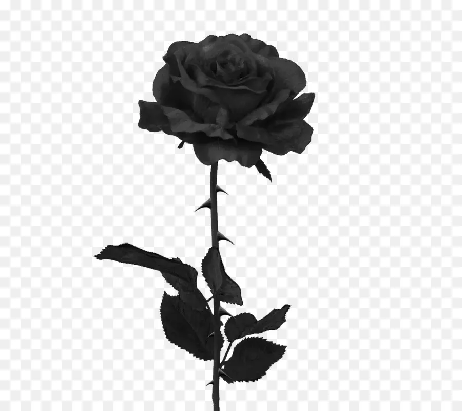 Black Rose，Rosa PNG