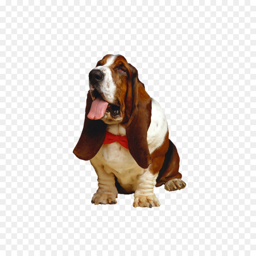 Basset Hound，Beagle PNG