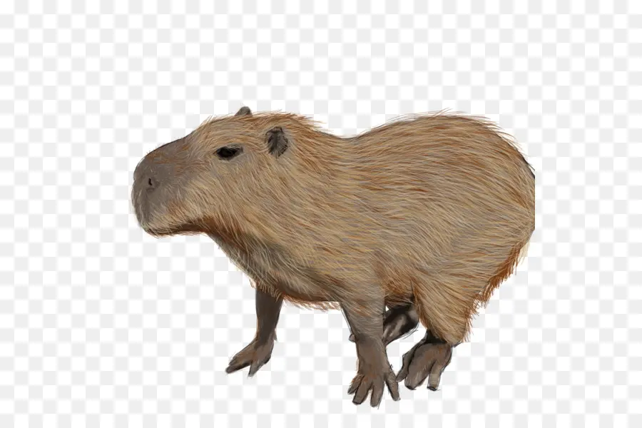 Capybara，Roedores PNG