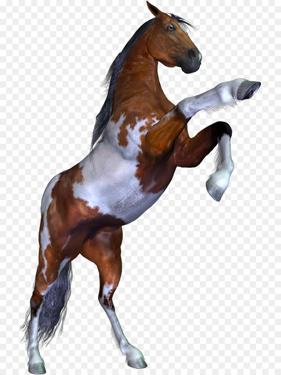 Potro，Caballo PNG