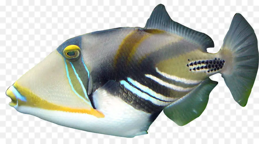 Pescado Azul，Acuático PNG