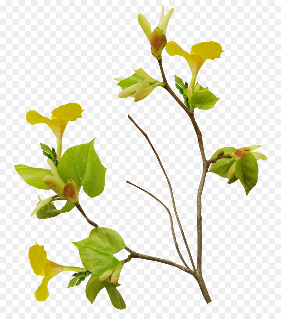 Rama Con Hojas，Árbol PNG