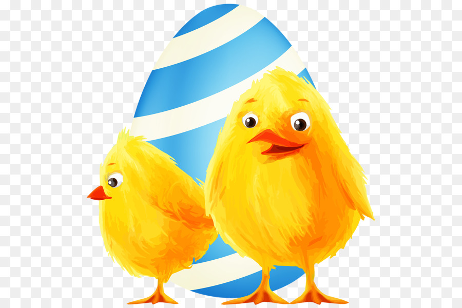 Pollo，Pascua PNG