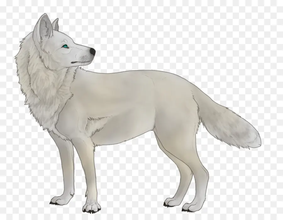 Canaán Perro，Kishu PNG