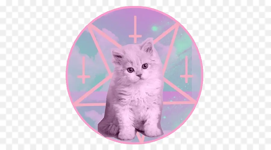 Lindo Gatito，Gatito PNG