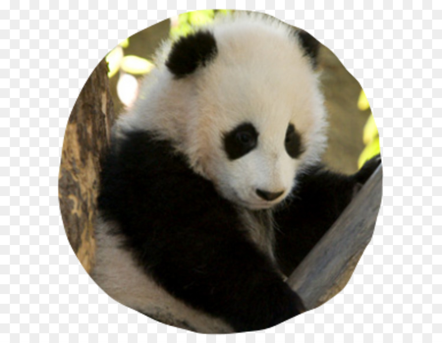 Zoológico De San Diego，Panda Gigante PNG