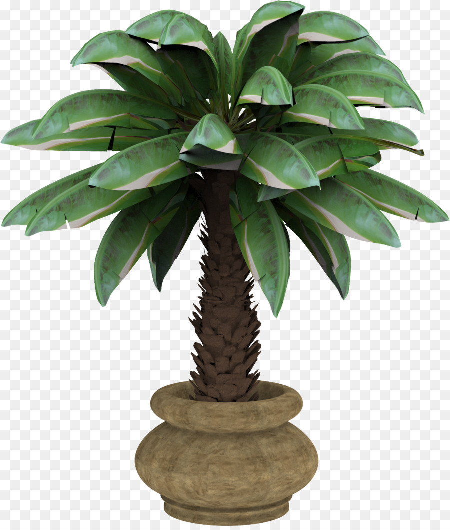 Planta De Casa，Arecaceae PNG