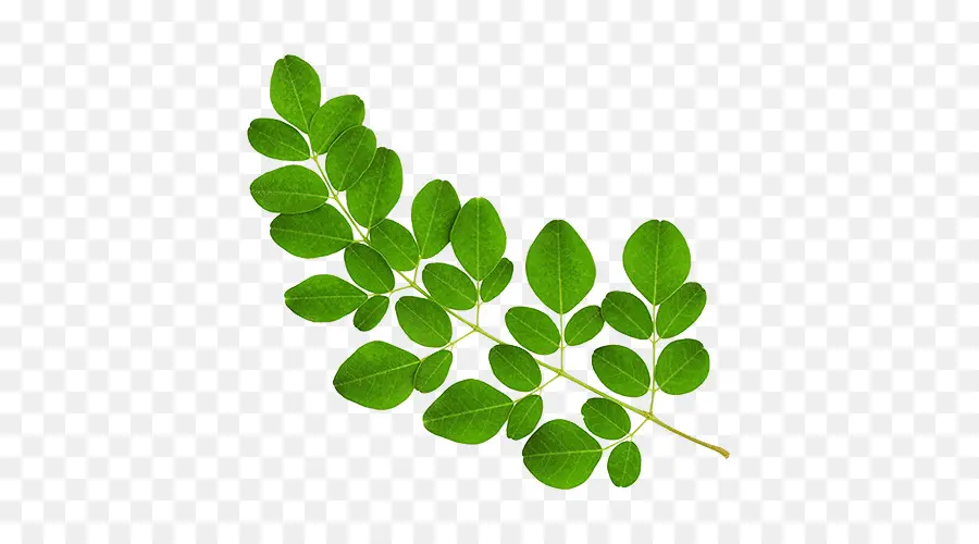 El árbol De Moringa，Planta PNG