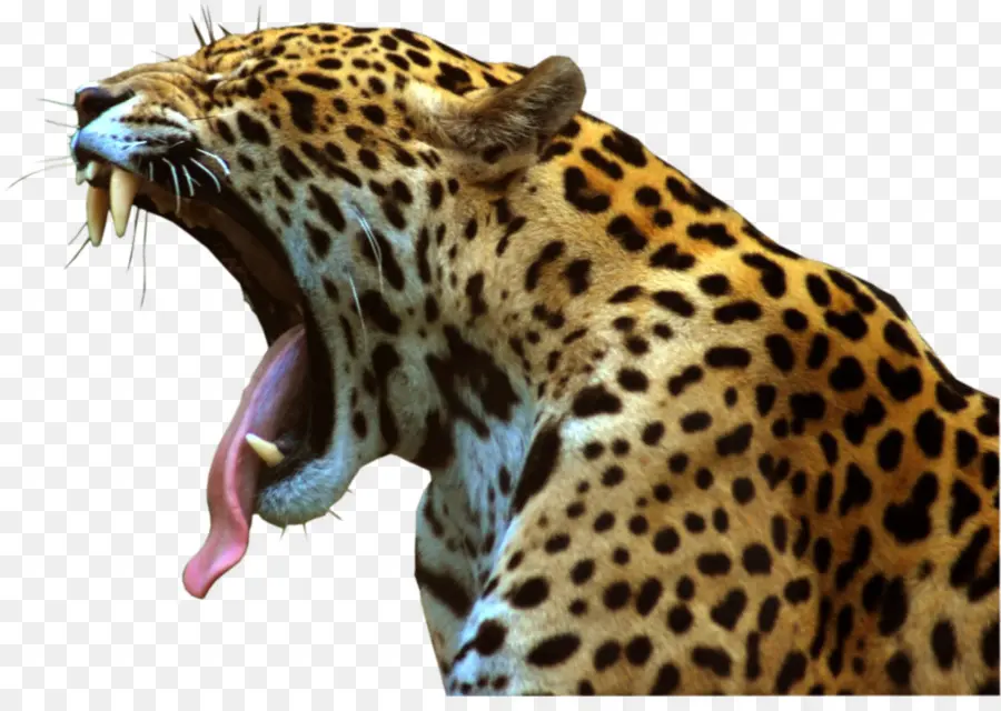 Leopardo Bostezando，Felino De Gran Tamaño PNG