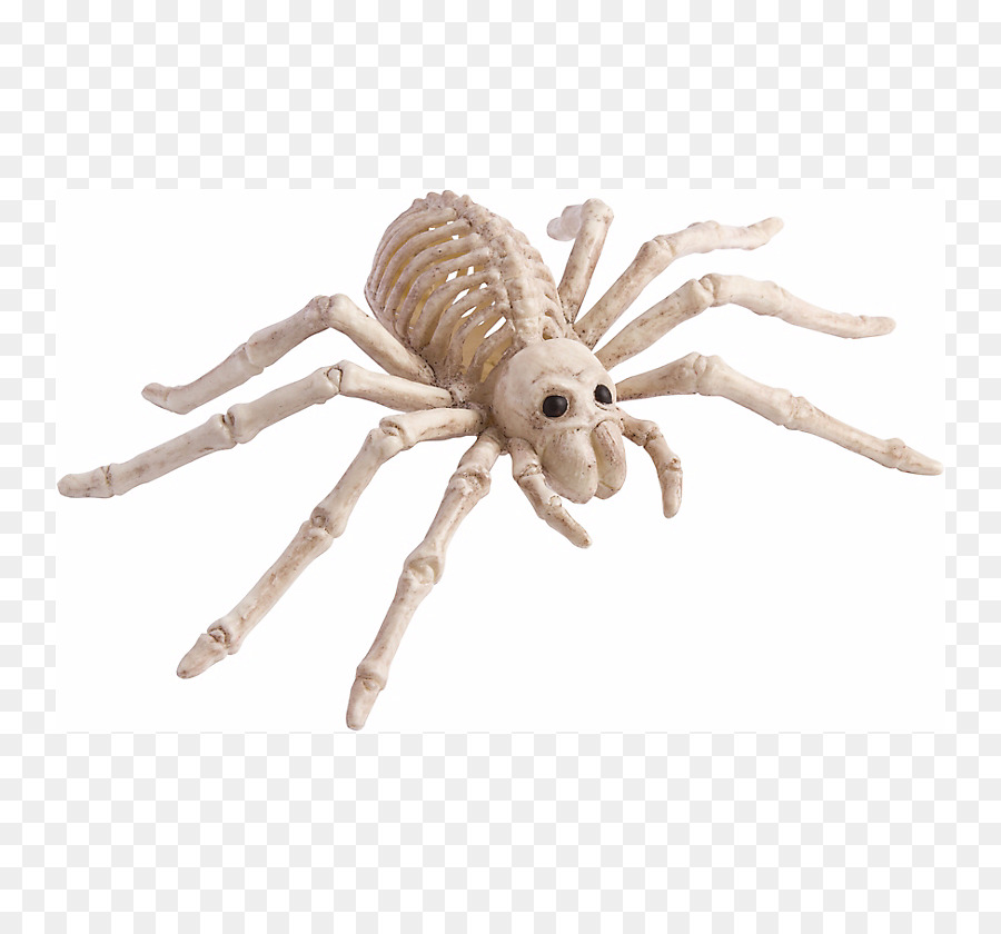 Araña，Esqueleto PNG