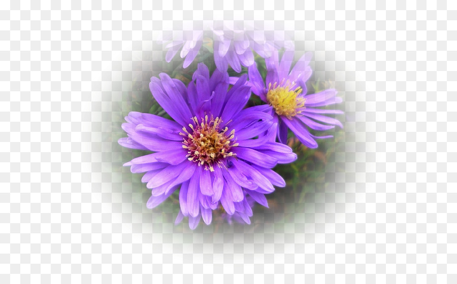 Daisy Familia，Aster PNG