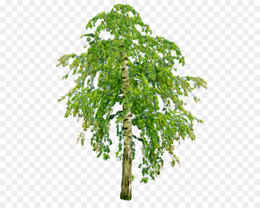 árbol，Planta PNG