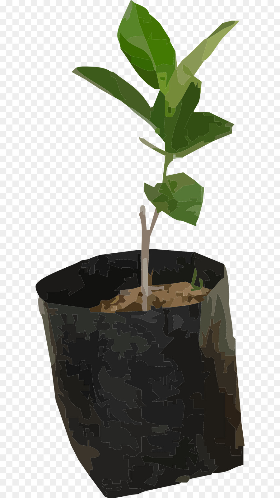 Planta Joven，Planta De Semillero PNG