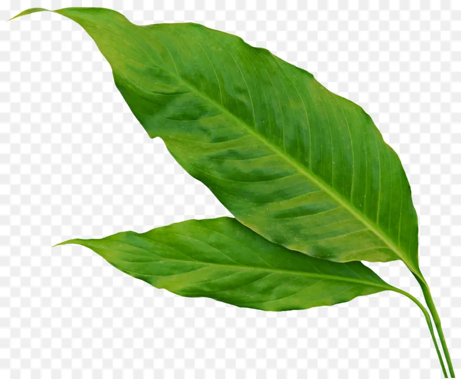 Hoja，Las Hojas De La Planta PNG