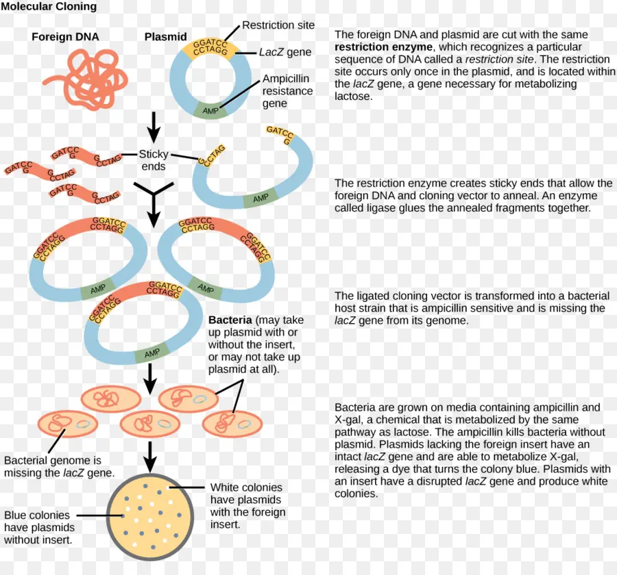 Clonación Molecular，Adn PNG