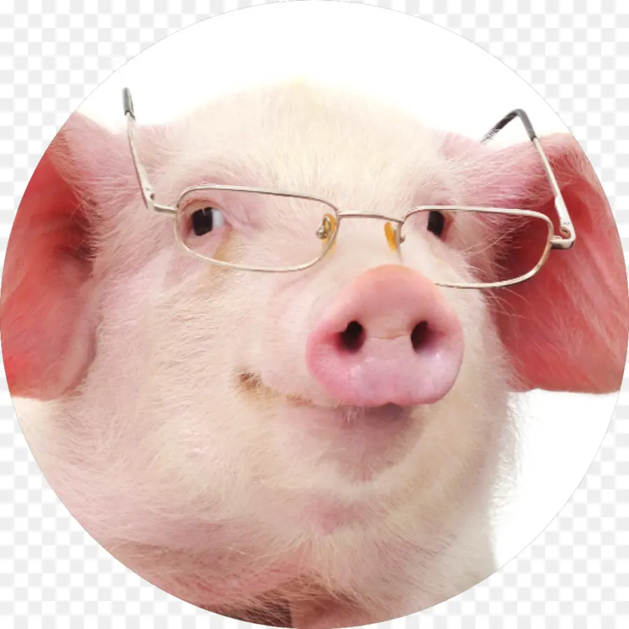 Pig，Fotografía De Stock PNG