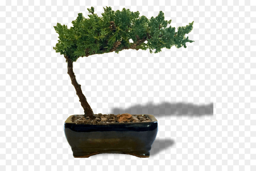 Bonsai，Sageretia Tezans PNG