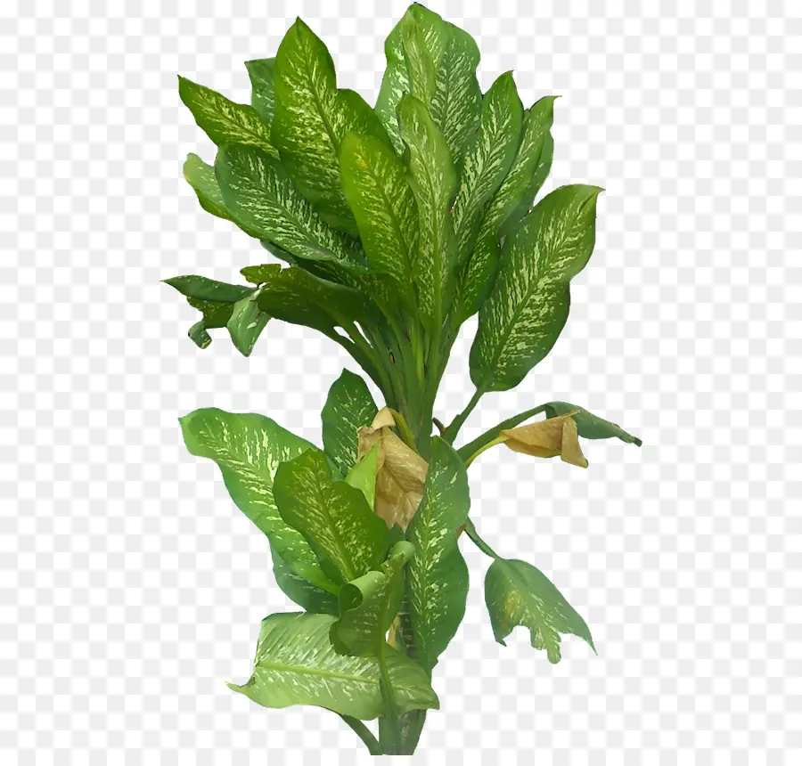 Planta Verde，Hojas PNG