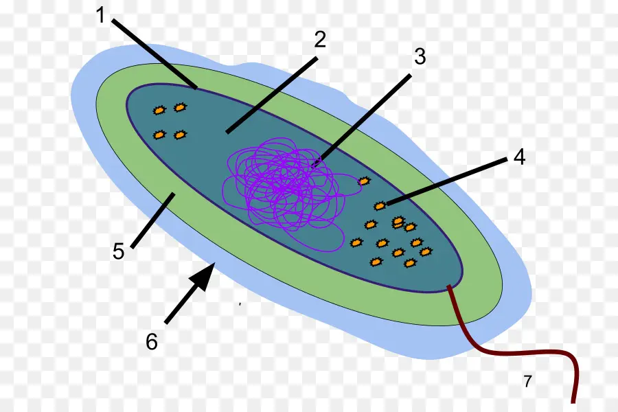 Bacteria，Celúla PNG