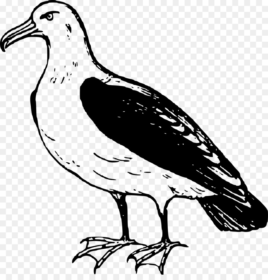 Pájaro，Albatros PNG