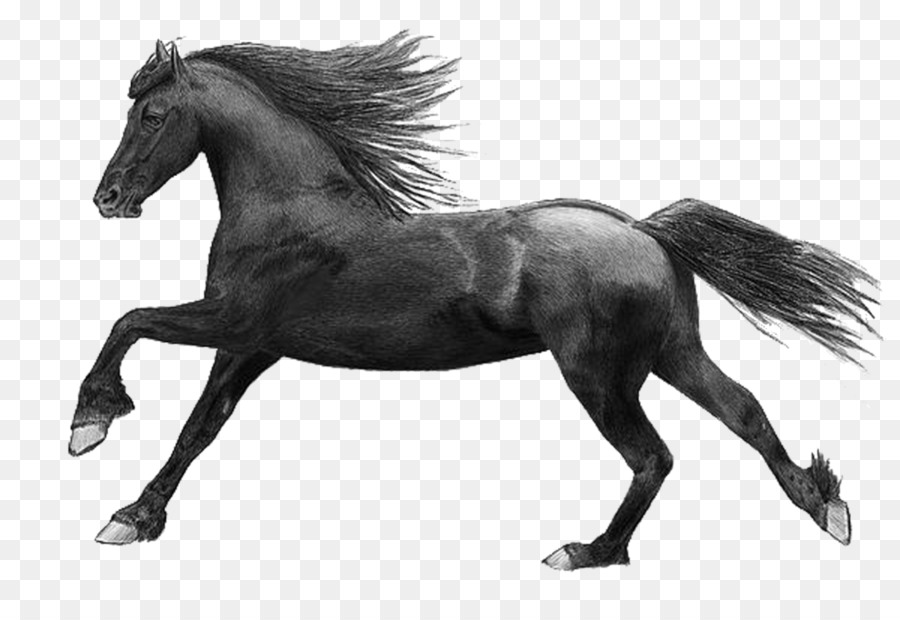 Caballo Negro，Equino PNG